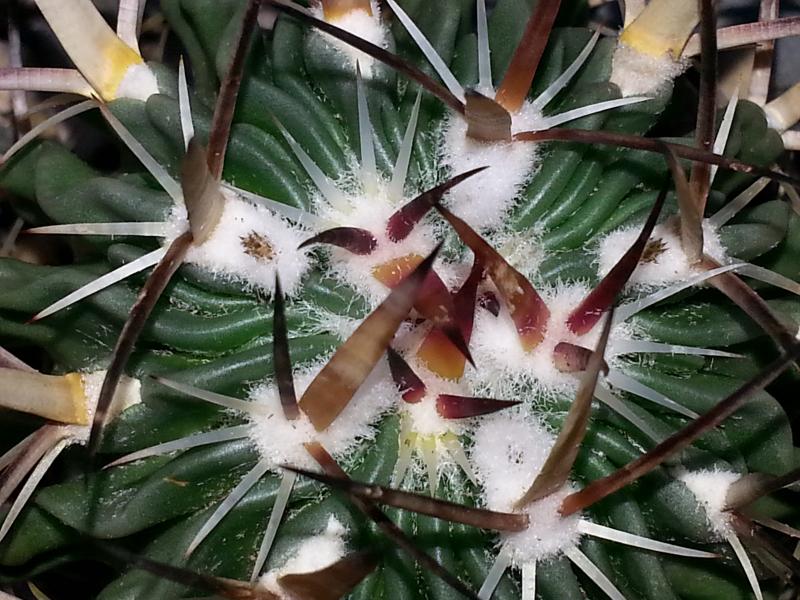 3 flower buds loads of new spines Stenocactus longispinus
