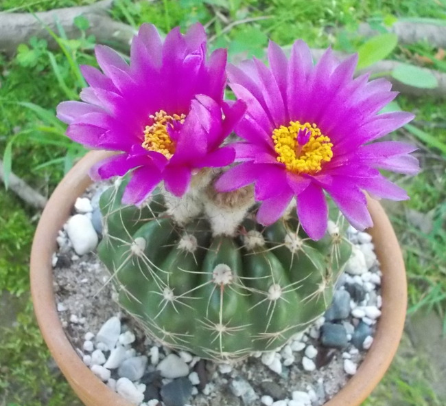 notocactus uebelmannianus