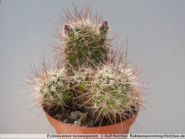 37_Echinocereus_toroweapensis.JPG