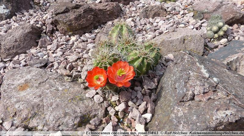 101_Echinocereus_coccineus_ssp._rosei_BW63.JPG