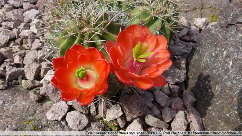 102_Echinocereus_coccineus_ssp._rosei_BW63.JPG