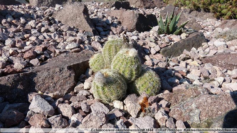 103_Echinocereus_oklahomensis_HK1844.JPG