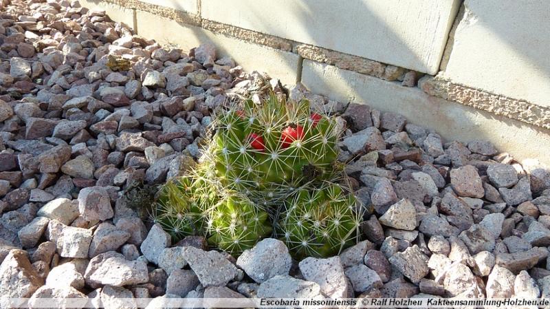 105_Escobaria_missouriensis_Finney County_KS.JPG