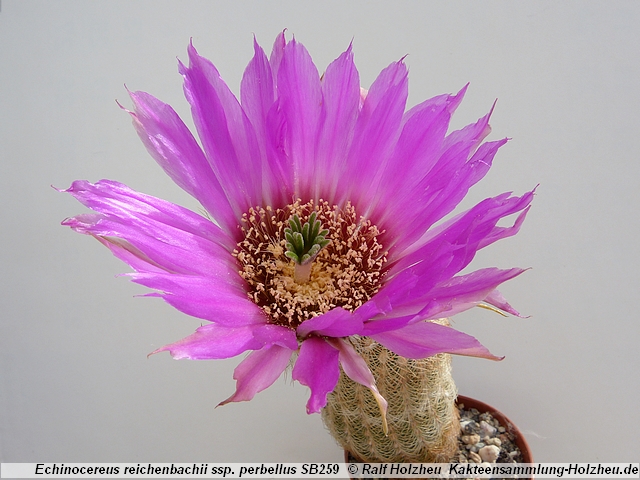 117_Echinocereus_reichenbachii_ssp._perbellus_SB259.JPG