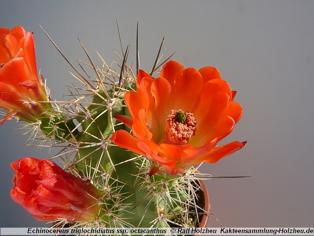 119_Echinocereus_triglochidiatus_ssp._octacanthus_Sitting_Bull_NM.JPG