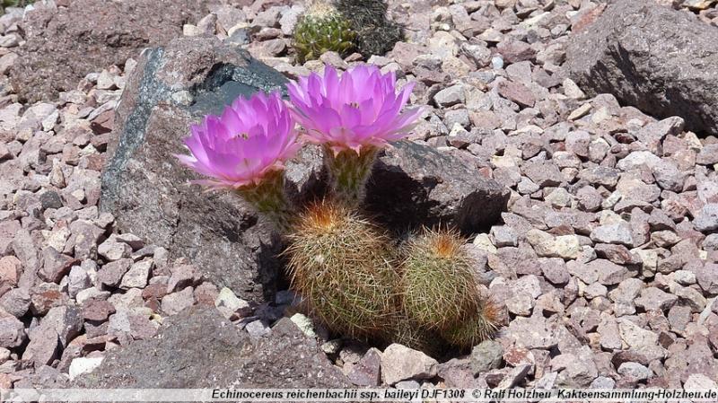 175_Echinocereus_reichenbachii_ssp._baileyi_DJF1308.JPG