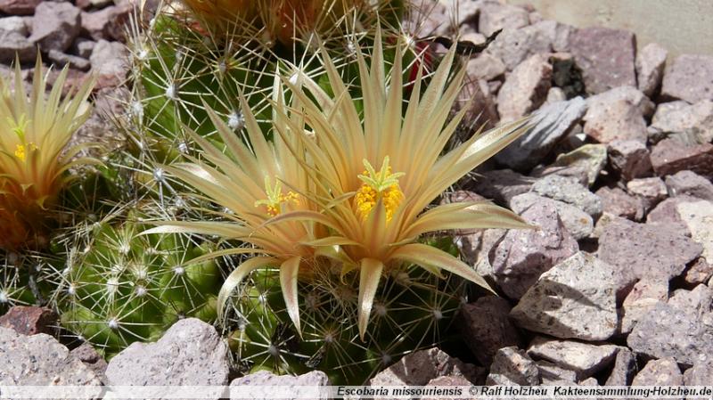 178_Escobaria_missouriensis_Finney_County_KS.JPG