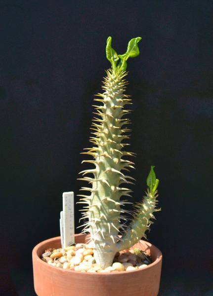 P. ambongense