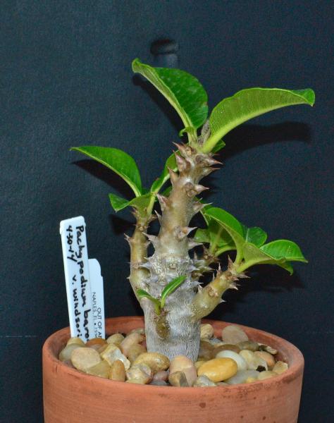 P. baronii v widsori plant 2