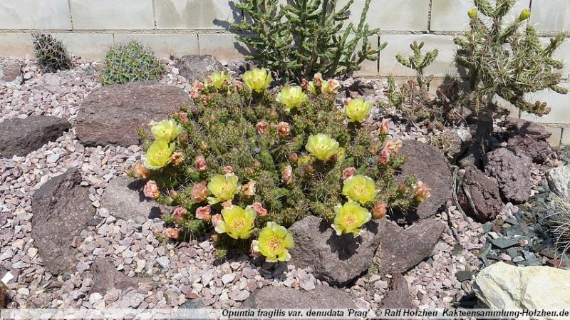 186_Opuntia_fragilis_var._denudata_'Prag'.JPG