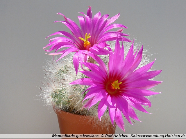 203_Mammillaria_guelzowiana.JPG