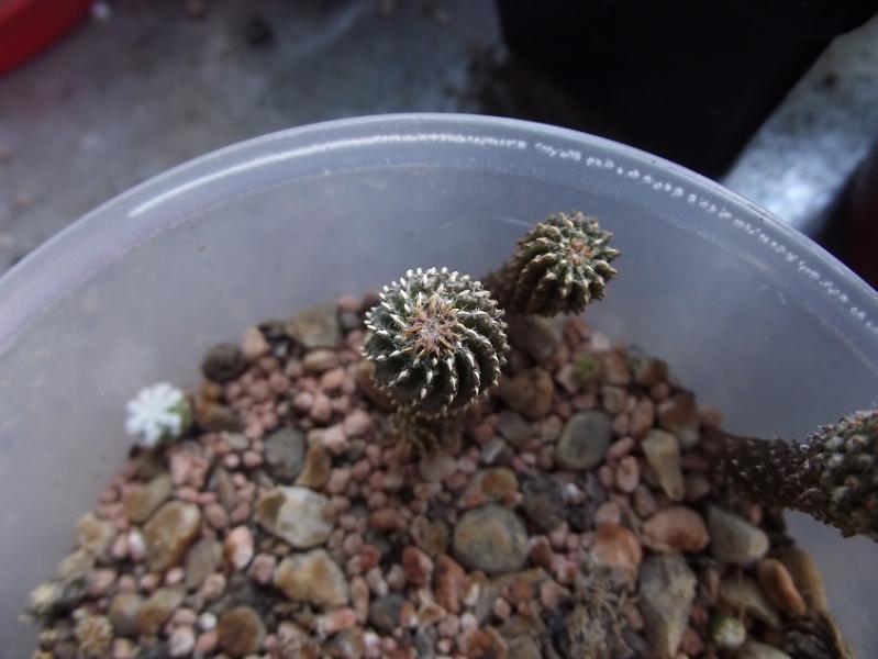 Geohintonia mexicana and Aztekium hintonii to the left.