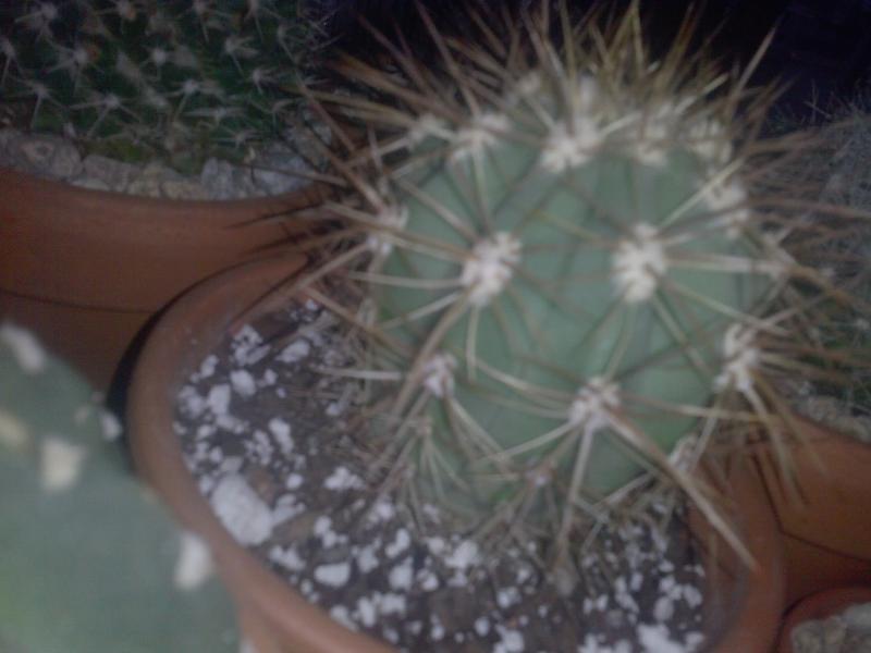 Without the flash little crooked to not get stabbed by surrounding cacti lol
