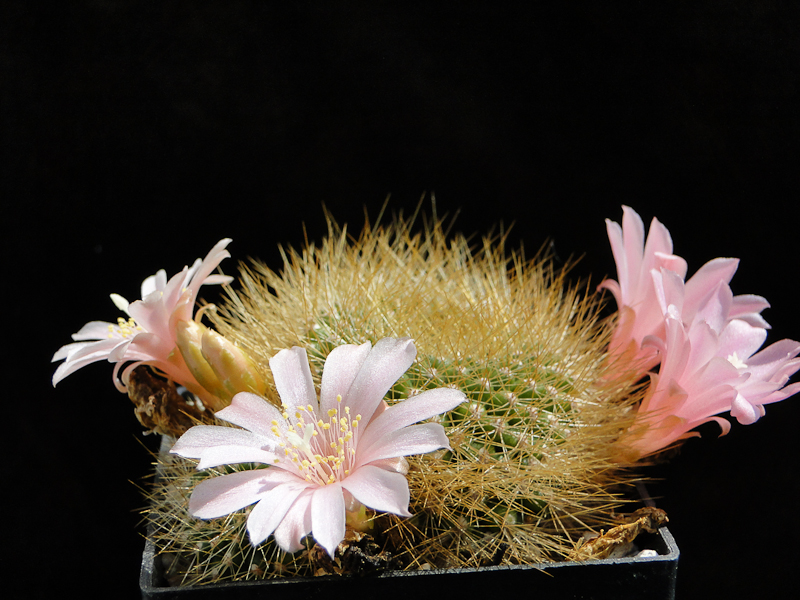 Rebutia kariusiana 2011 Mai30-4.jpg