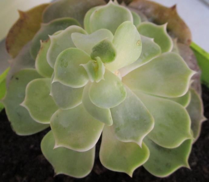 Echeveria lilacina???