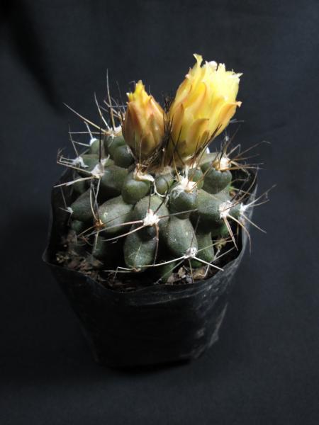 Copiapoa.jpg