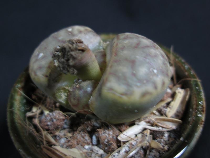 Lithops.jpg