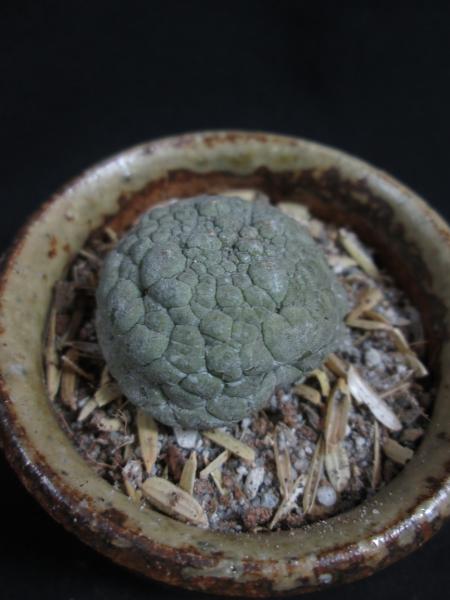 Pseudolithos.jpg