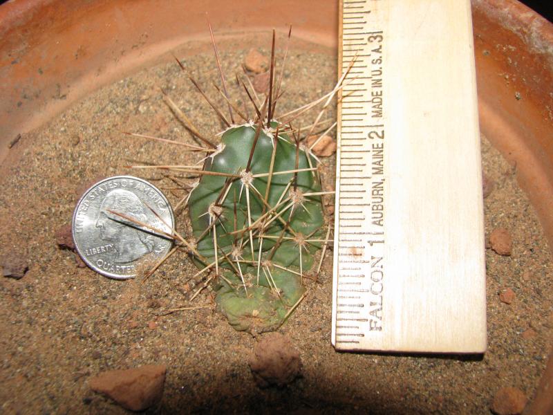 Don Prickles - Closeup &amp; size comparison