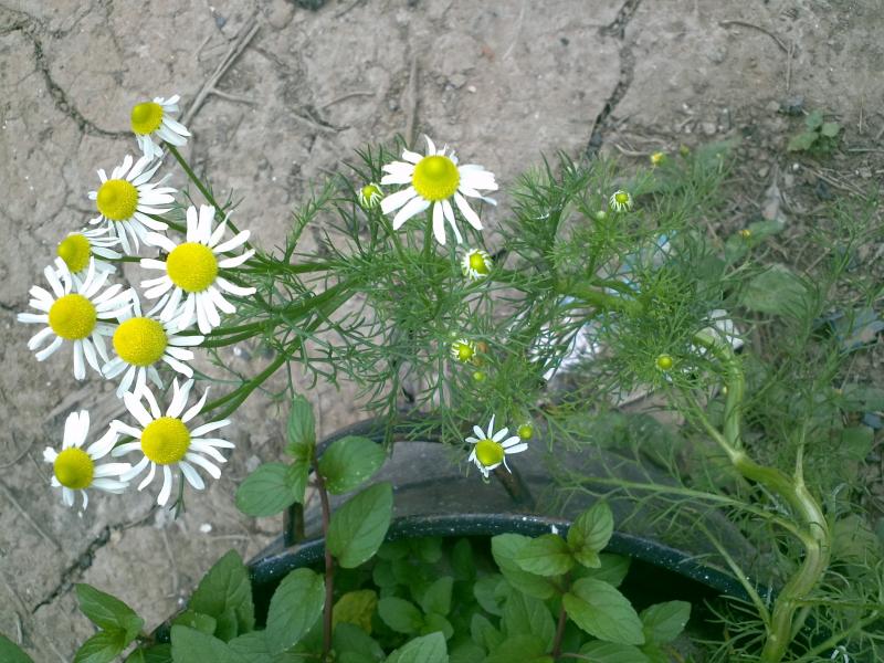 chamomile plant that I have floating in a micro-hydroponic setup.