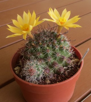 Mammillaria beneckei IMG_1295 (Mobile).JPG