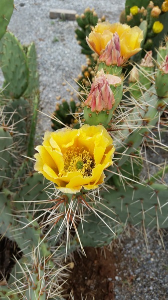 Opuntia yellow flower