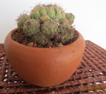 Coryphantha calipensis (Mobile).JPG