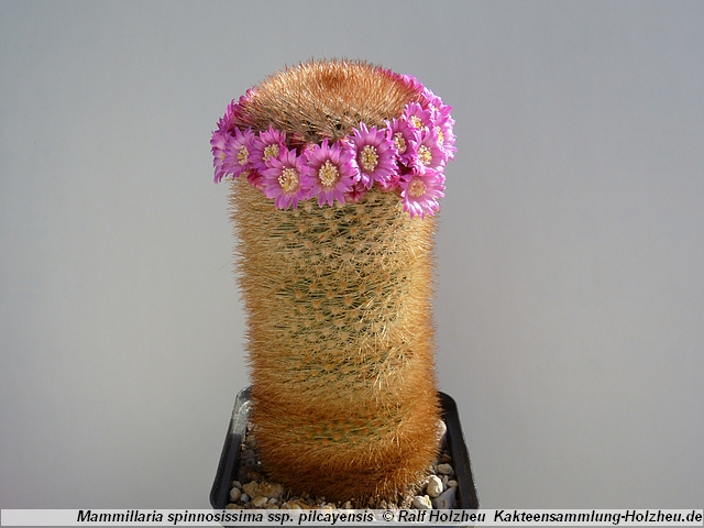 53_Mammillaria_spinosissima_ssp._pilcayensis.JPG