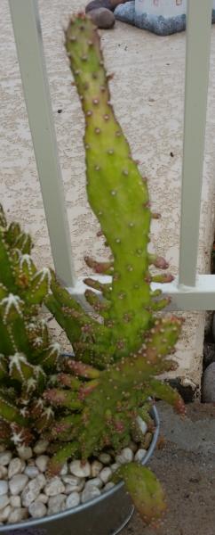 CactusPlant.jpg