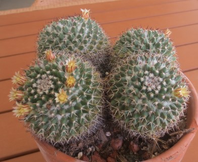 Mammillaria Evermanniana IMG_1130 (Mobile).JPG