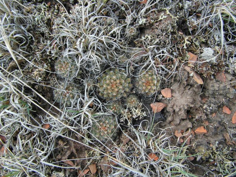 A bunch of seedlings next hill.