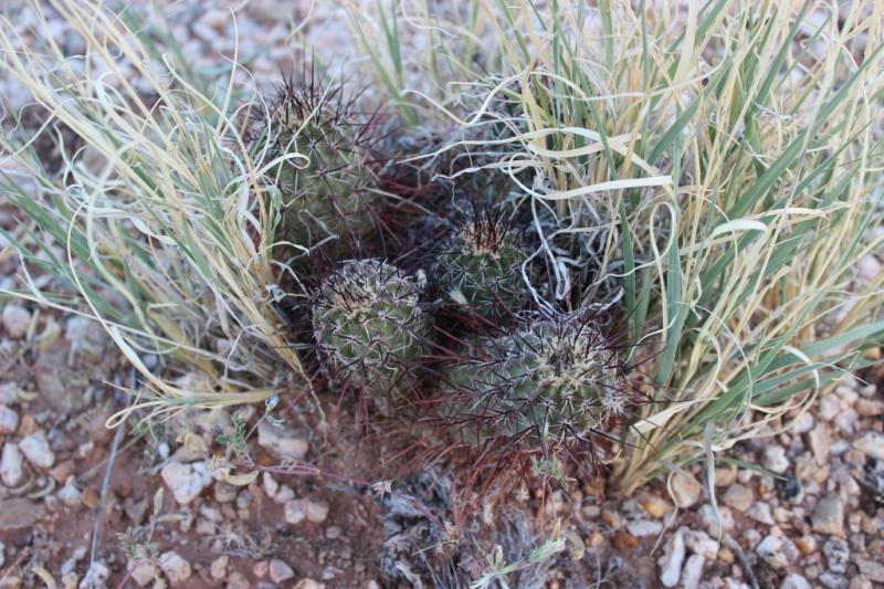 Echinocereus engelmannii whit black spines