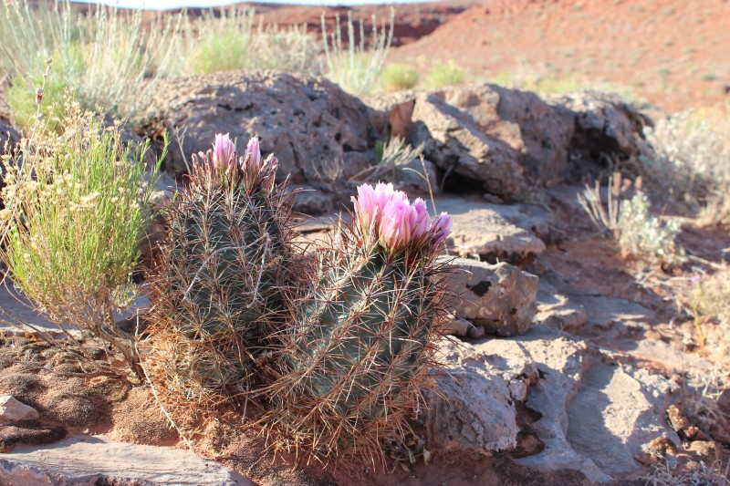 Sclerocactus parviflorus