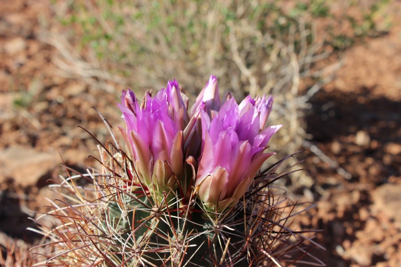 Sclerocactus parviflorus