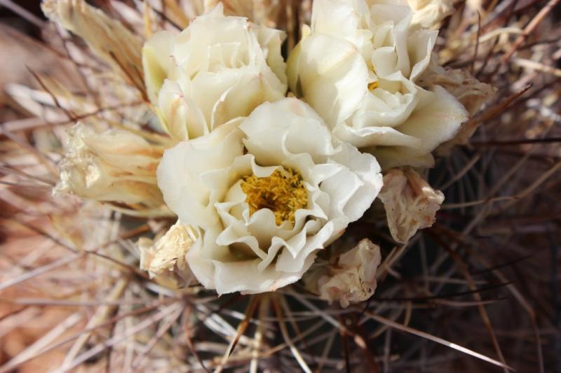 Sclerocactus parviflorus