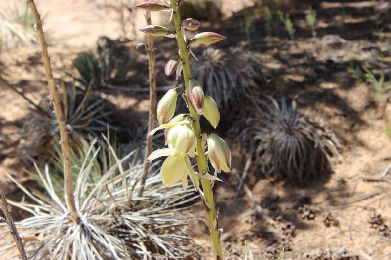 Yucca harrimaniae