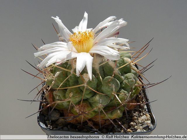 81_Thelocactus_hexaedrophorus.JPG