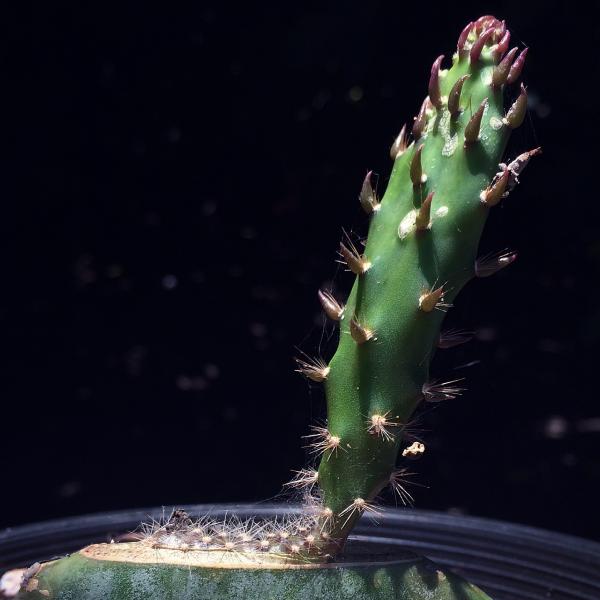 O galapagiea seedling