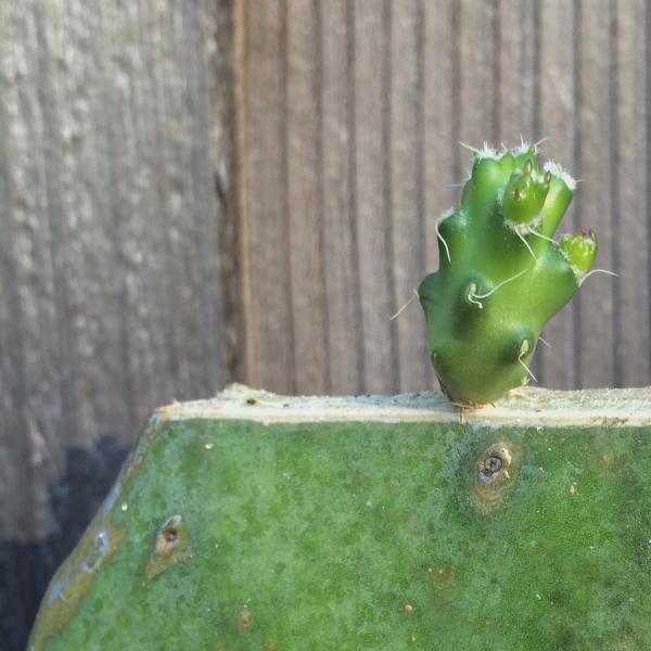 Tephrocactus pulcherimus incahuasi