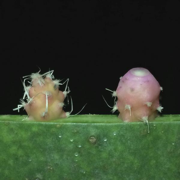 Tephrocactus articulatus variegated