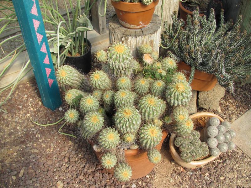 copiapoa