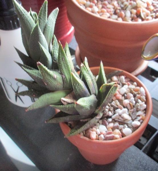 Mystery plant from the cactus club. Cannot, for the life of me, remember what it is. Outside of very hard and spiky.