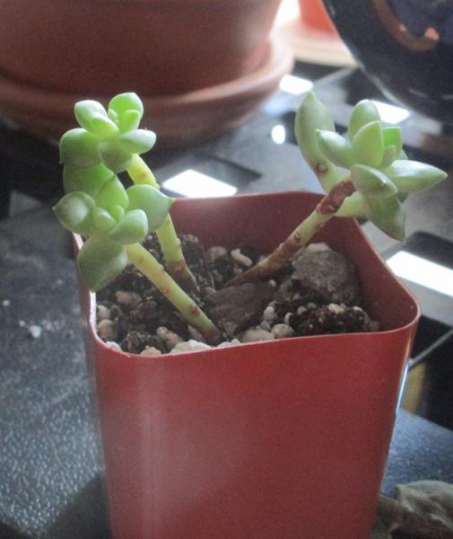 Random seedlings I found at the nursery this summer. I'm not expecting anyone to be able to pin down the species at this stage, but I think they're sedum? I'm worried a bit about the brown, but it doesn't seem to be rot. The brown bits are very hard, like wood almost.