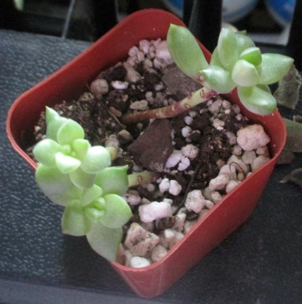 Top view of the maybe-sedum.