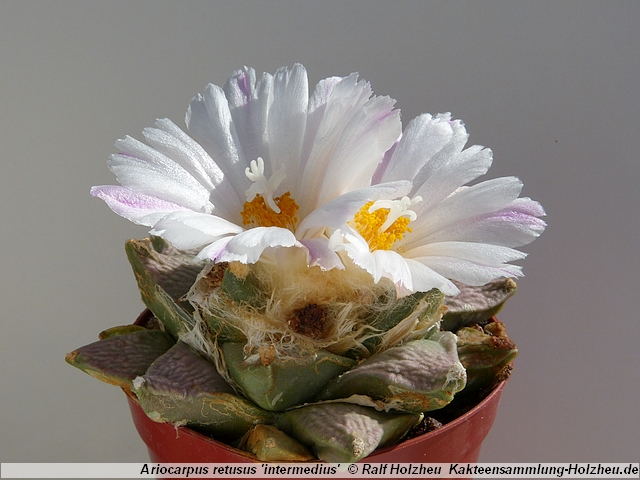 125_Ariocarpus_retusus_'intermedius'.JPG