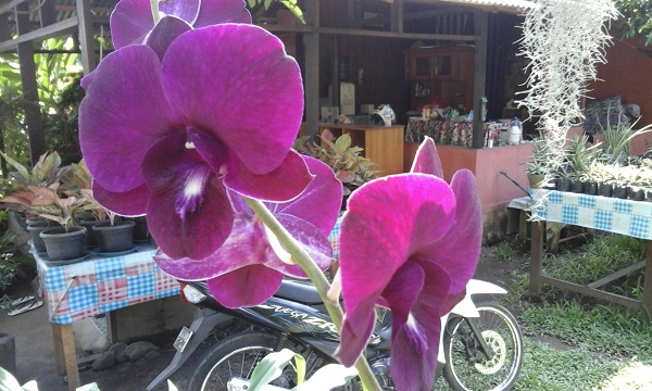 Orchid1.jpg