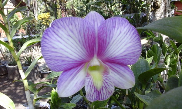 orchid2.jpg