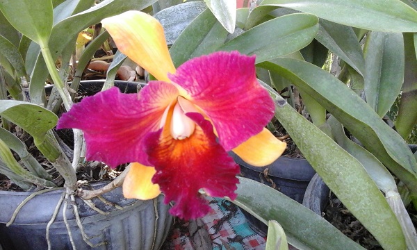 orchid3.jpg