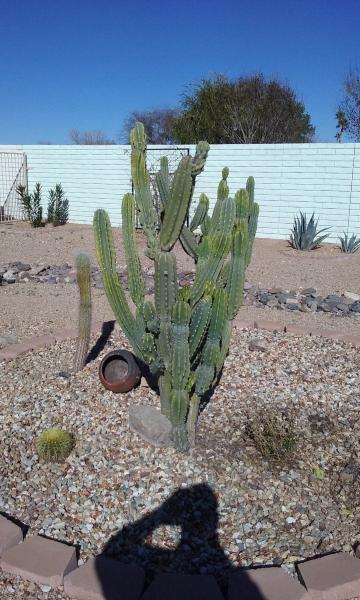 Arizona cactus.jpg