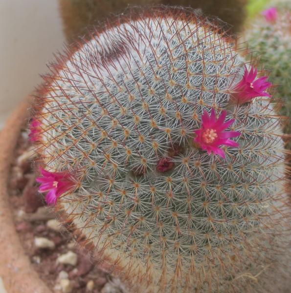 Mammillaria haageana elegans IMG_1773.JPG